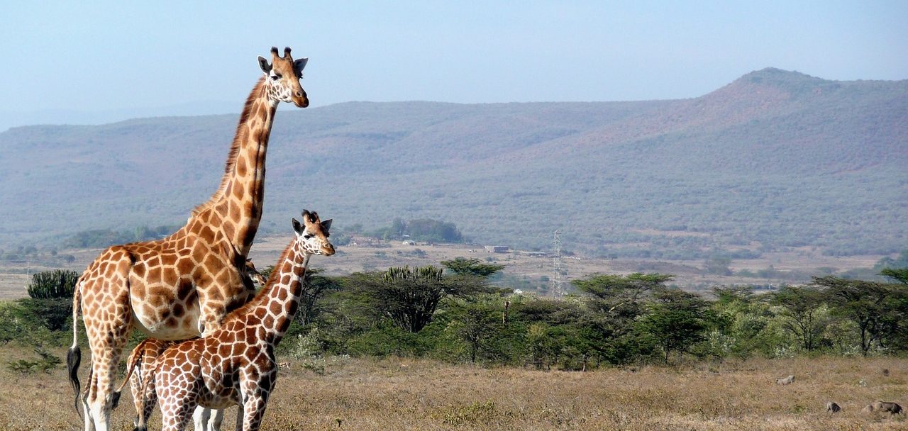 giraffe-1955126_1280-2-e1551410298698